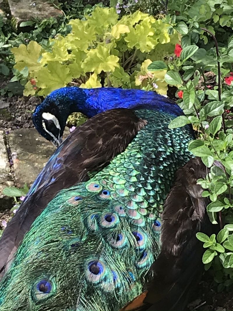 Palmafan